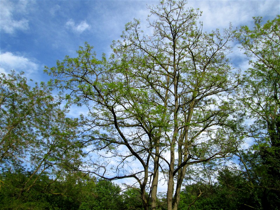 Gewöhnliche Robinie (Robinia pseudoacacia) in Hockenheim
