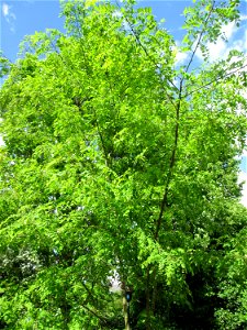 Gewöhnliche Robinie (Robinia pseudoacacia) am Kraichbach in Hockenheim