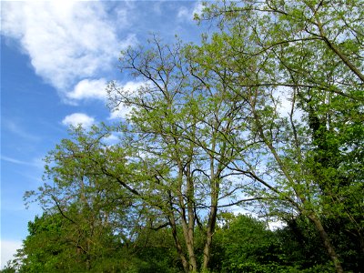 Gewöhnliche Robinie (Robinia pseudoacacia) in Hockenheim