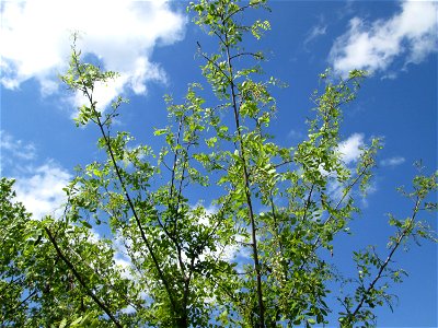 Aufblühende Robinie (Robinia pseudoacacia) im Landschaftsschutsgebiet „Hockenheimer Rheinbogen“