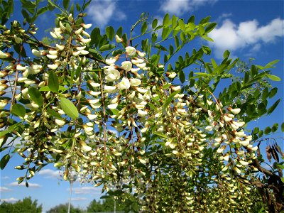 Blühende Robinie (Robinia pseudoacacia) im Landschaftsschutsgebiet „Hockenheimer Rheinbogen“