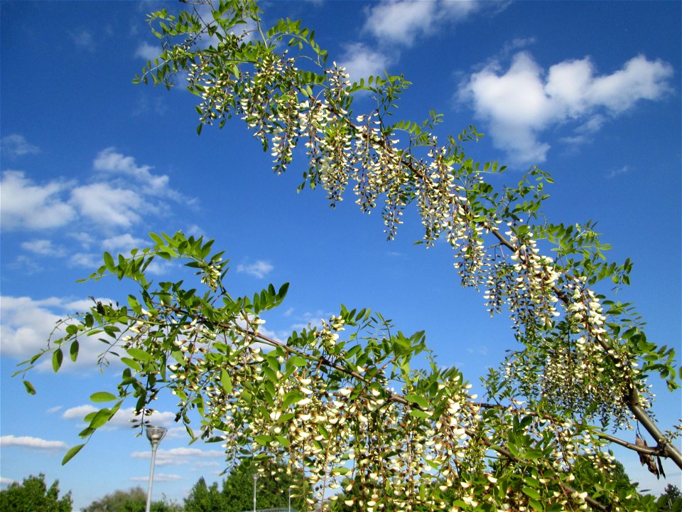 Blühende Robinie (Robinia pseudoacacia) im Landschaftsschutsgebiet „Hockenheimer Rheinbogen“