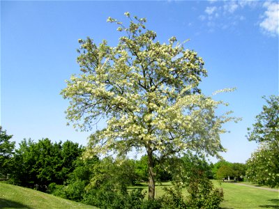 Blühende Robinie (Robinia pseudoacacia) im Gartenschaupark Hockenheim - an diesem Standort gepflanzt