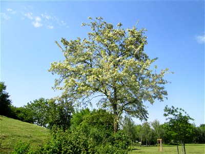 Blühende Robinie (Robinia pseudoacacia) im Gartenschaupark Hockenheim - an diesem Standort gepflanzt