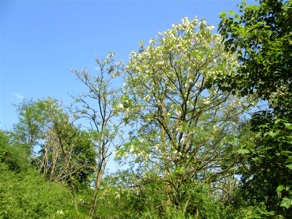 Blühende Robinie (Robinia pseudoacacia) an der Böschung der A61 in Hockenheim