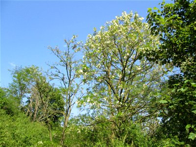 Blühende Robinie (Robinia pseudoacacia) an der Böschung der A61 in Hockenheim