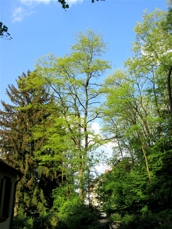Gewöhnliche Robinie (Robinia pseudoacacia) in Sankt Arnual