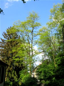 Gewöhnliche Robinie (Robinia pseudoacacia) in Sankt Arnual
