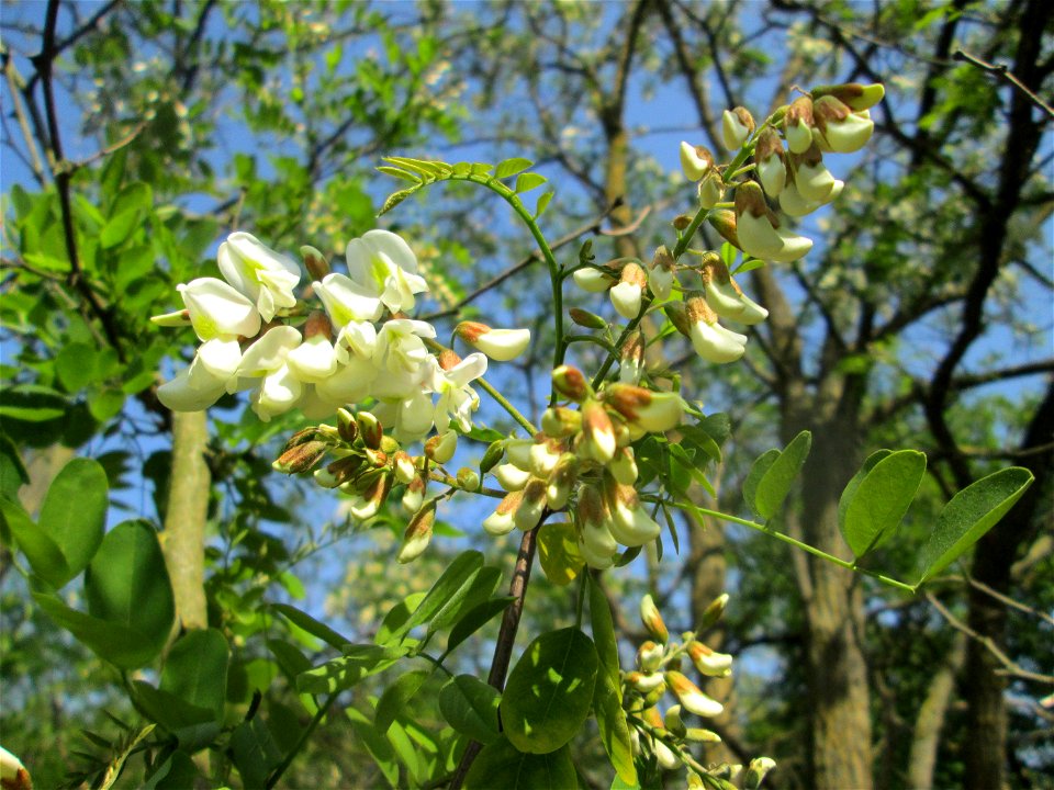 Blühende Robinie (Robinia pseudoacacia) an der Böschung der A61 in Hockenheim