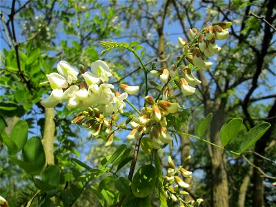 Blühende Robinie (Robinia pseudoacacia) an der Böschung der A61 in Hockenheim