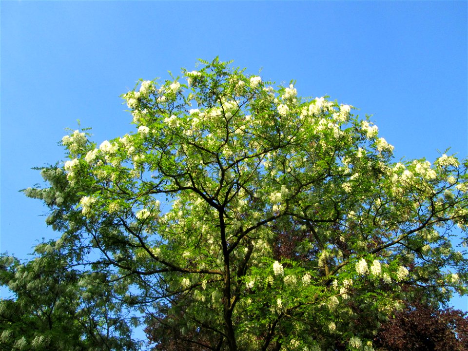Blühende Robinie (Robinia pseudoacacia) in Saarbrücken