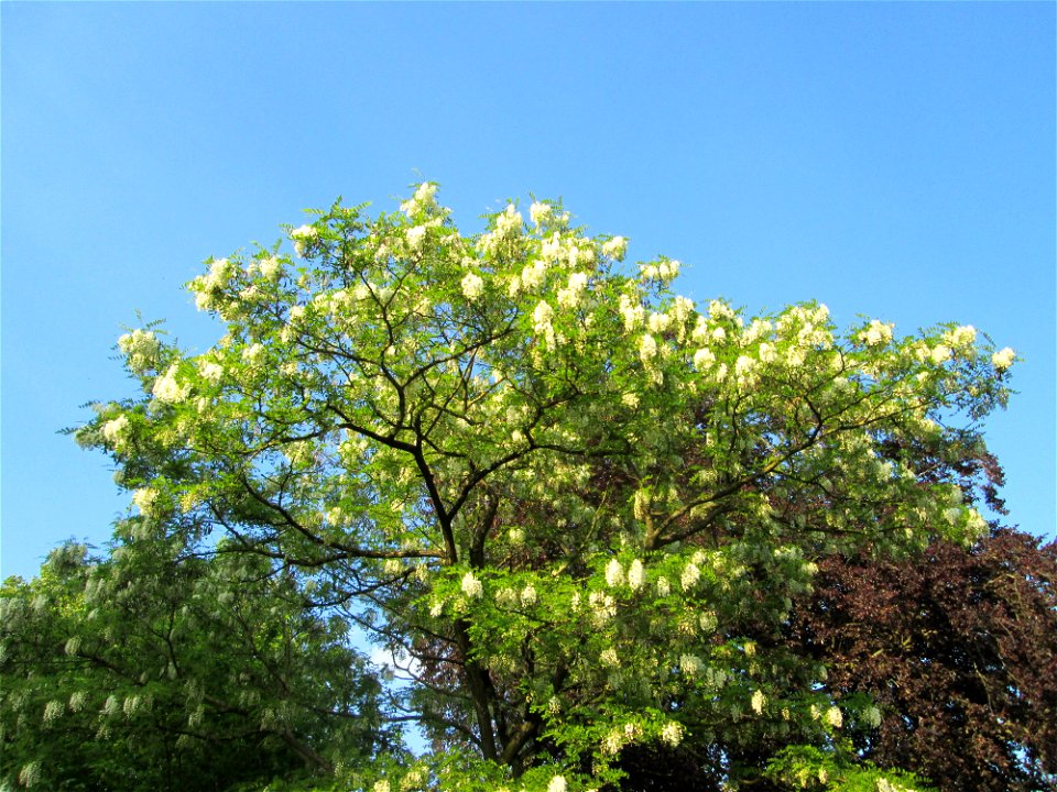 Blühende Robinie (Robinia pseudoacacia) in Saarbrücken