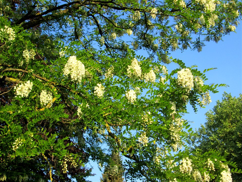 Blühende Robinie (Robinia pseudoacacia) in Saarbrücken
