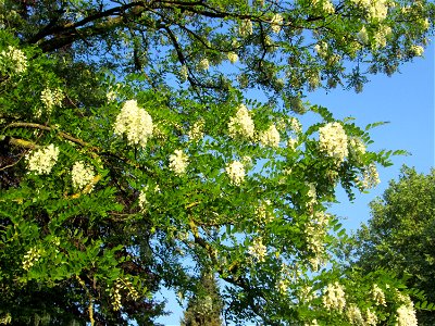 Blühende Robinie (Robinia pseudoacacia) in Saarbrücken