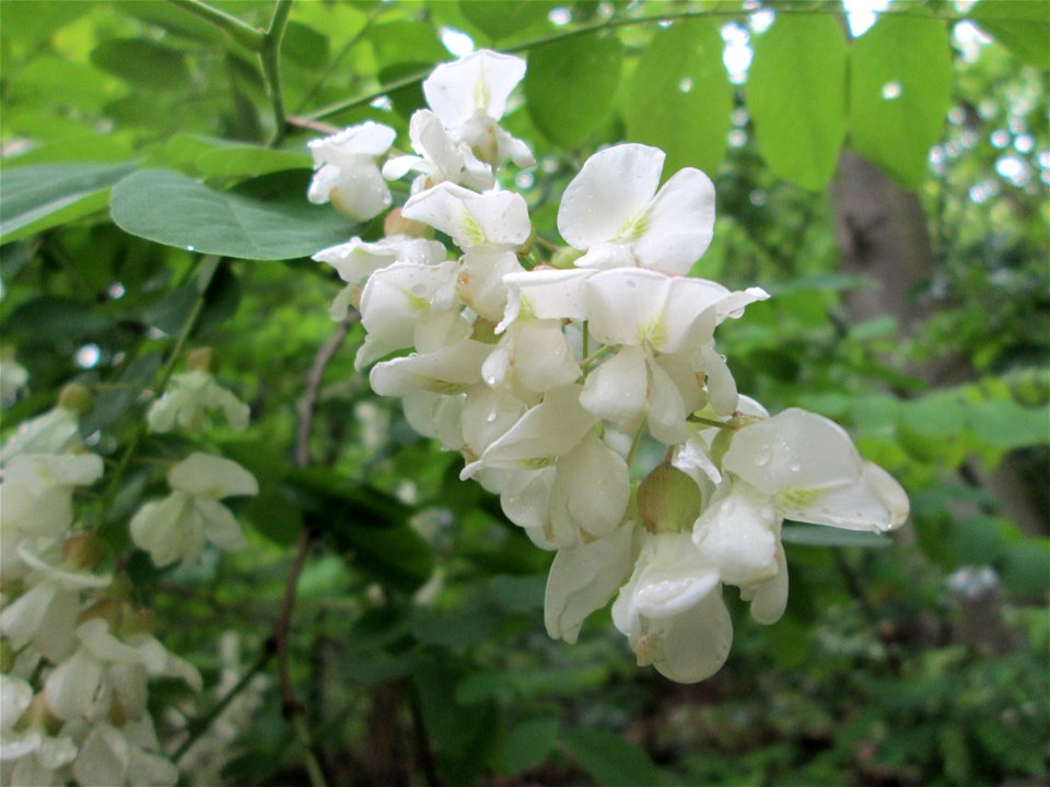 Blühende Robinie (Robinia pseudoacacia) am Kaninchenberg (Landschaftsschutzgebiet) in Saarbrücken
