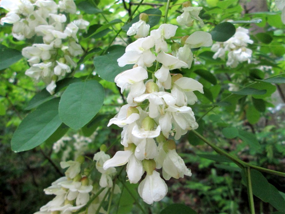 Blühende Robinie (Robinia pseudoacacia) am Kaninchenberg (Landschaftsschutzgebiet) in Saarbrücken