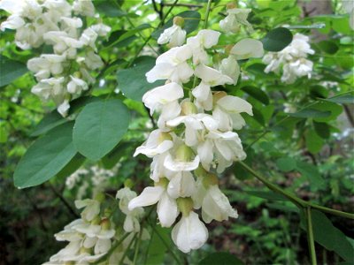 Blühende Robinie (Robinia pseudoacacia) am Kaninchenberg (Landschaftsschutzgebiet) in Saarbrücken