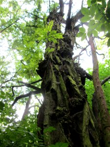 Gewöhnliche Robinie (Robinia pseudoacacia) am Kaninchenberg (Landschaftsschutzgebiet) in Saarbrücken