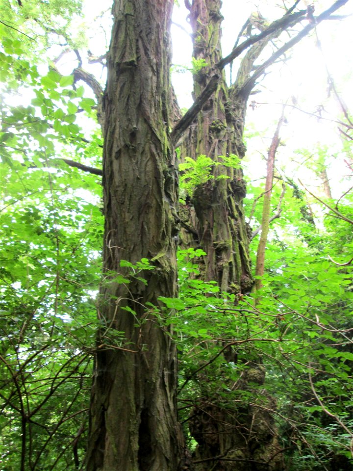 Gewöhnliche Robinie (Robinia pseudoacacia) am Kaninchenberg (Landschaftsschutzgebiet) in Saarbrücken