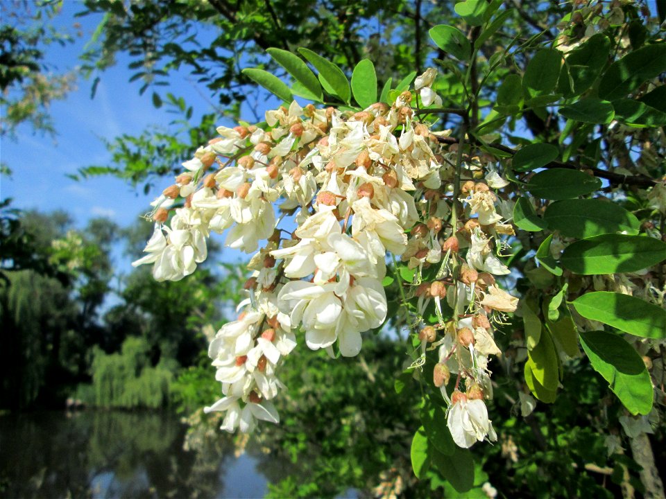 Blühende Robinie (Robinia pseudoacacia) im Landschaftsschutzgebiet „Hockenheimer Rheinbogen“