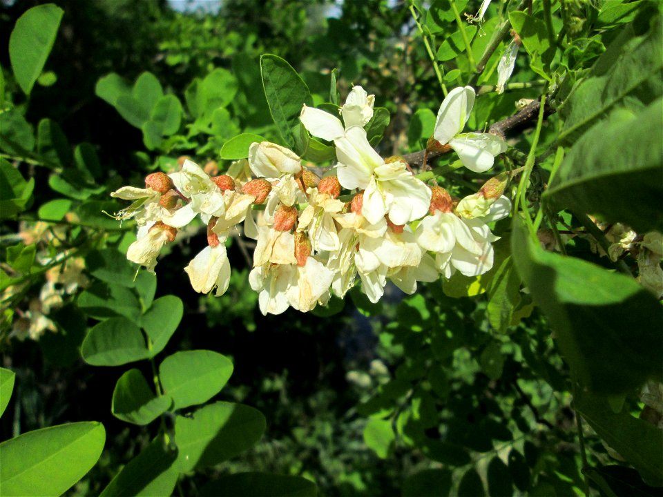Blühende Robinie (Robinia pseudoacacia) im Landschaftsschutzgebiet „Hockenheimer Rheinbogen“