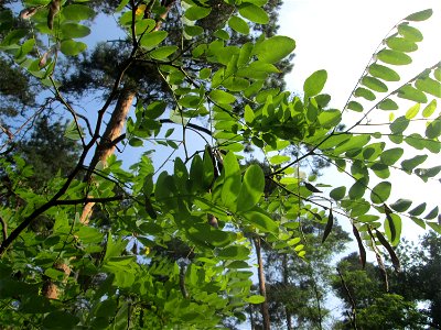 Robinie (Robinia pseudoacacia) in der Schwetzinger Hardt