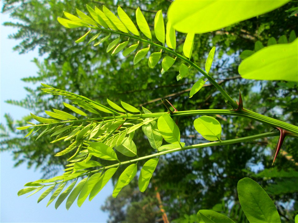 Robinie (Robinia pseudoacacia) in der Schwetzinger Hardt