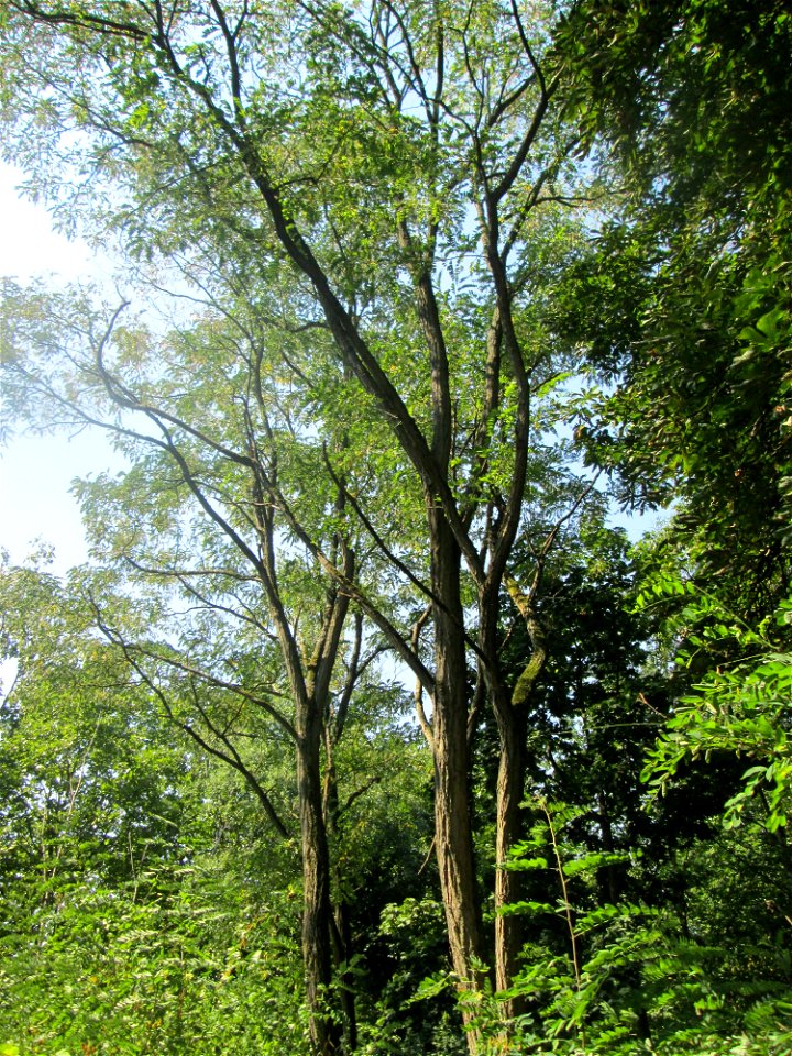 Robinien (Robinia pseudoacacia) auf dem Trümmerfeld im Bürgerpark Saarbrücken