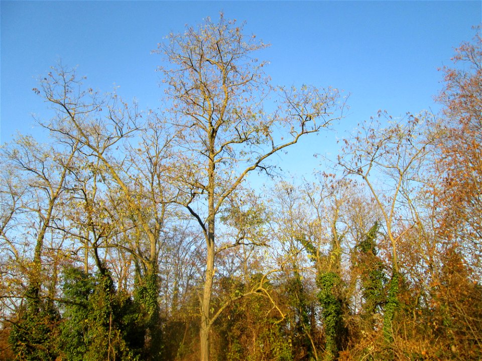 Robinie (Robinia pseudoacacia) in Hockenheim