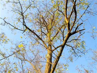 Robinie (Robinia pseudoacacia) in Hockenheim