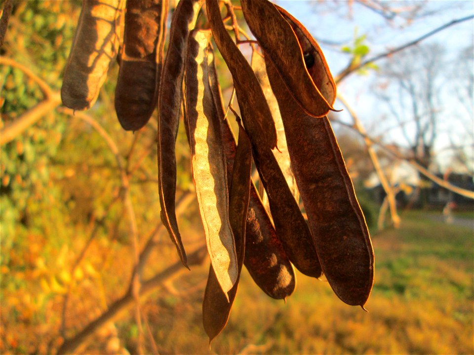 Robinie (Robinia pseudoacacia) in Hockenheim