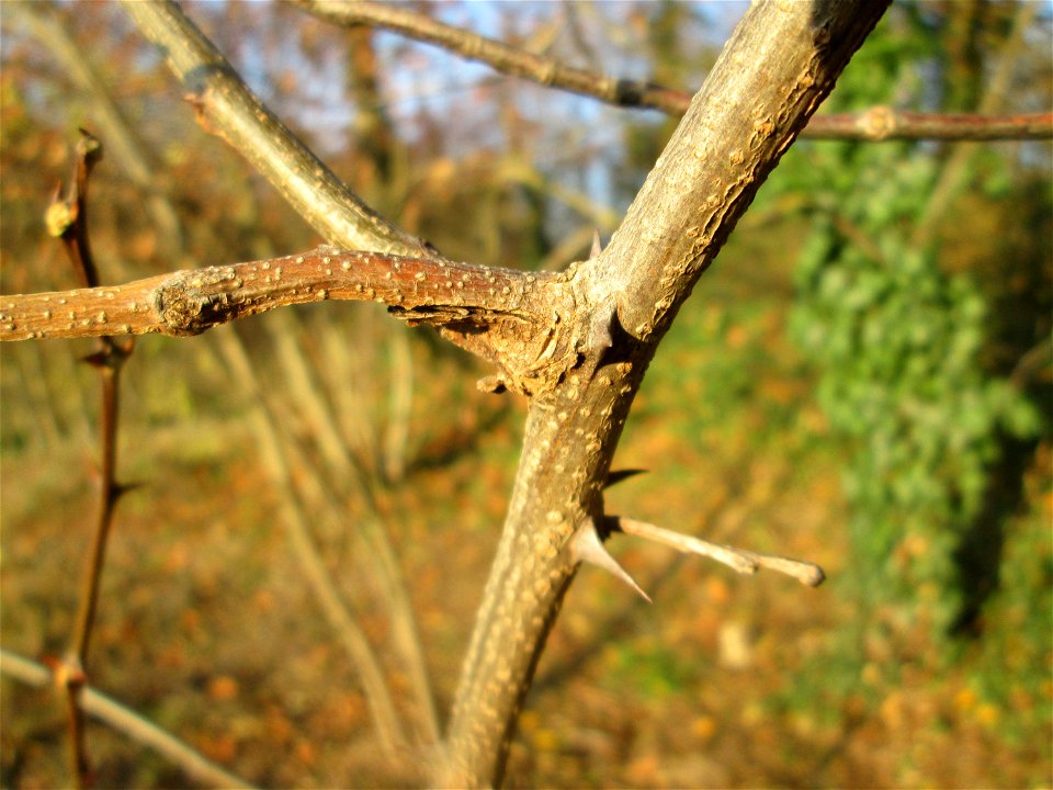 Robinie (Robinia pseudoacacia) in Hockenheim