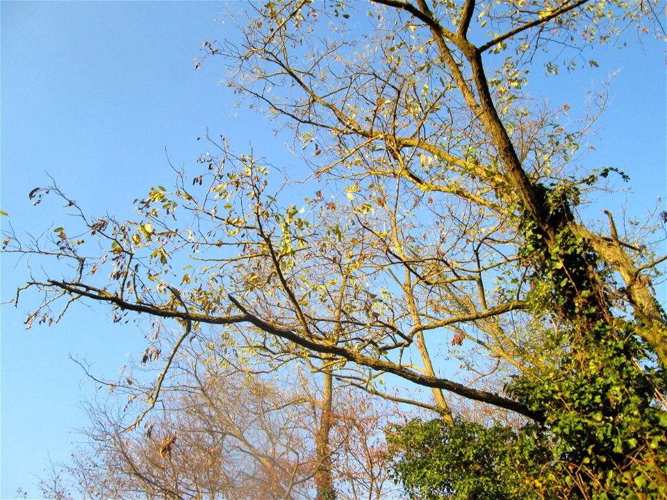 Robinie (Robinia pseudoacacia) in Hockenheim