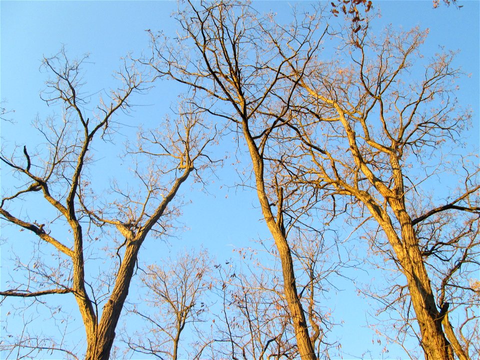 Gewöhnliche Robinie (Robinia pseudoacacia) am Rand der Schwetzinger Hardt - eingeschleppt aus Nordamerika