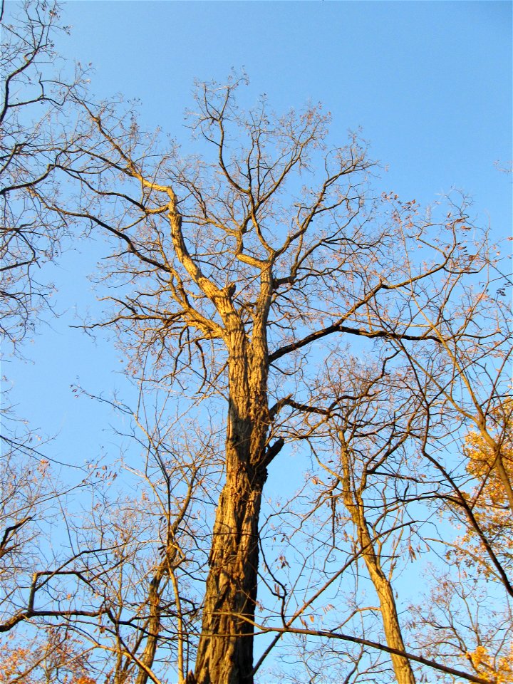 Gewöhnliche Robinie (Robinia pseudoacacia) am Rand der Schwetzinger Hardt - eingeschleppt aus Nordamerika