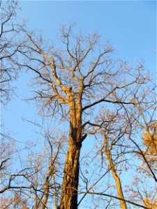 Gewöhnliche Robinie (Robinia pseudoacacia) am Rand der Schwetzinger Hardt - eingeschleppt aus Nordamerika