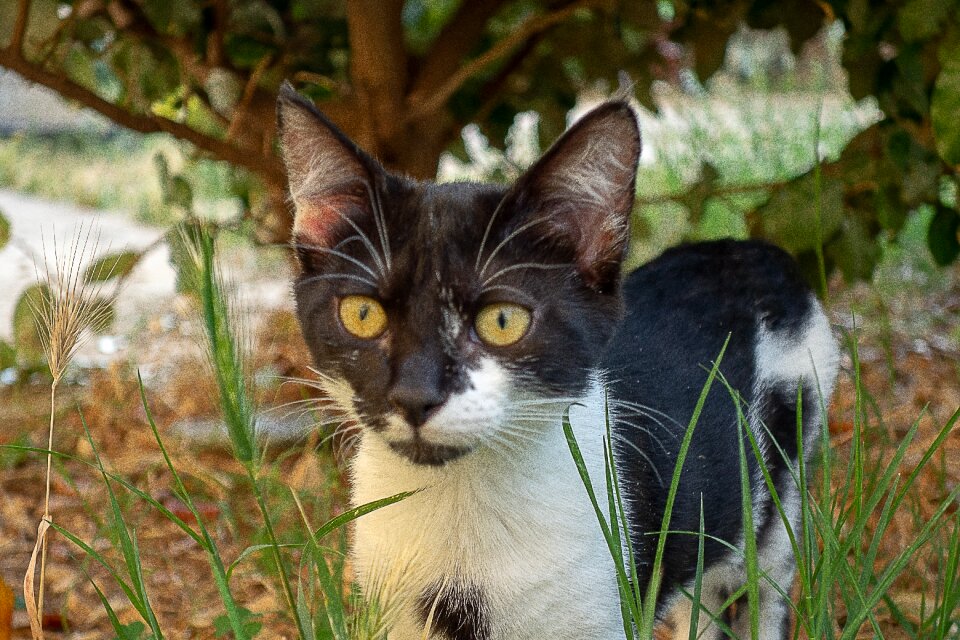 Fur domestic animal