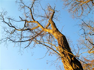 Gewöhnliche Robinie (Robinia pseudoacacia) am Rand der Schwetzinger Hardt - eingeschleppt aus Nordamerika