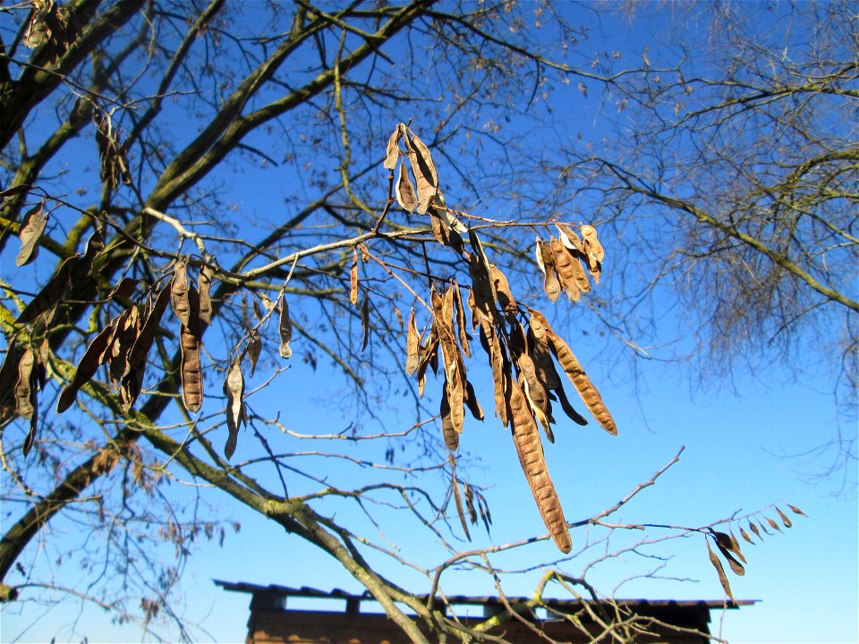 Robinie (Robinia pseudoacacia) im Naturschutzgebiet Mechtersheimer Tongruben