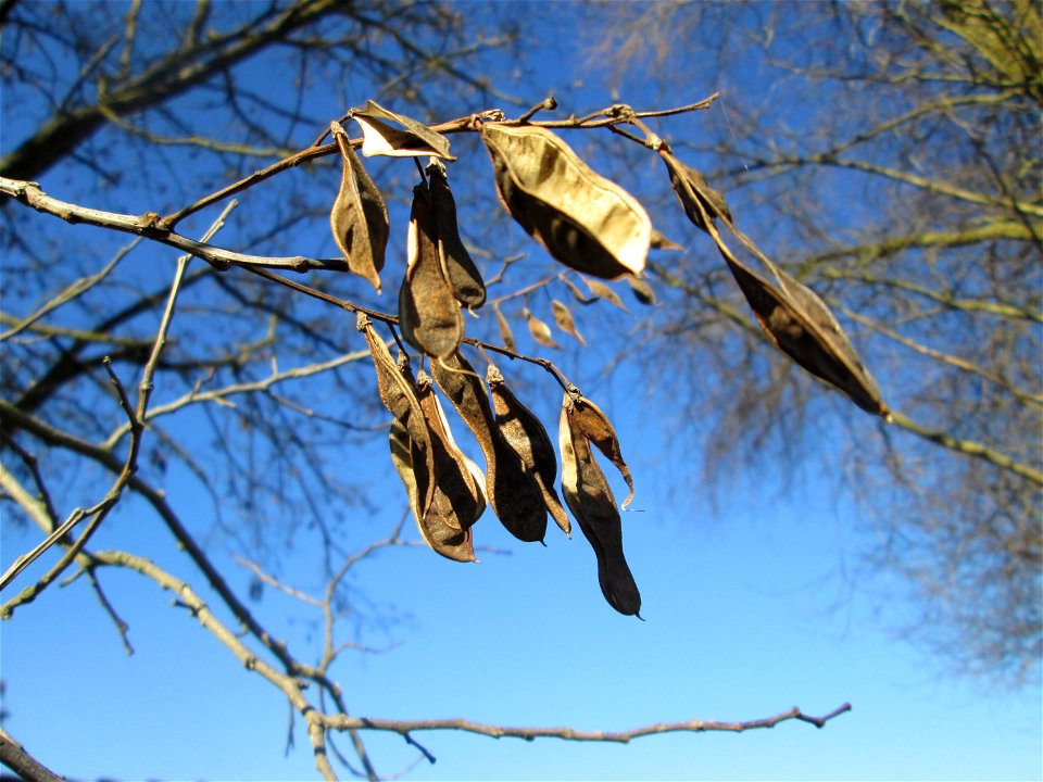 Robinie (Robinia pseudoacacia) im Naturschutzgebiet Mechtersheimer Tongruben