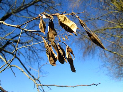 Robinie (Robinia pseudoacacia) im Naturschutzgebiet Mechtersheimer Tongruben