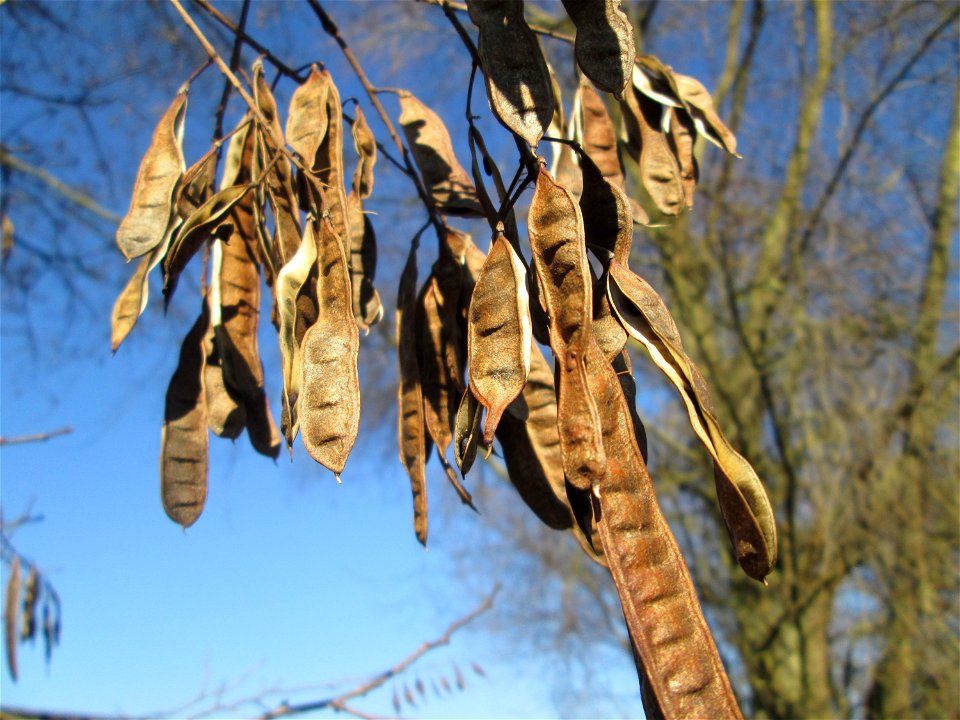 Robinie (Robinia pseudoacacia) im Naturschutzgebiet Mechtersheimer Tongruben