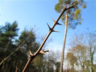 Junge Robinien (Robinia pseudoacacia) am Feldherrenhügel im Naturschutzgebiet „Oftersheimer Dünen“
