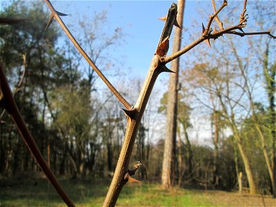 Junge Robinie (Robinia pseudoacacia) am Feldherrenhügel im Naturschutzgebiet „Oftersheimer Dünen“