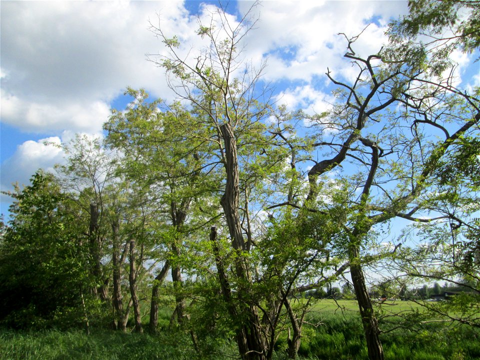 Aufblühende Robinie (Robinia pseudoacacia) im Landschaftsschutzgebiet „Hockenheimer Rheinbogen“