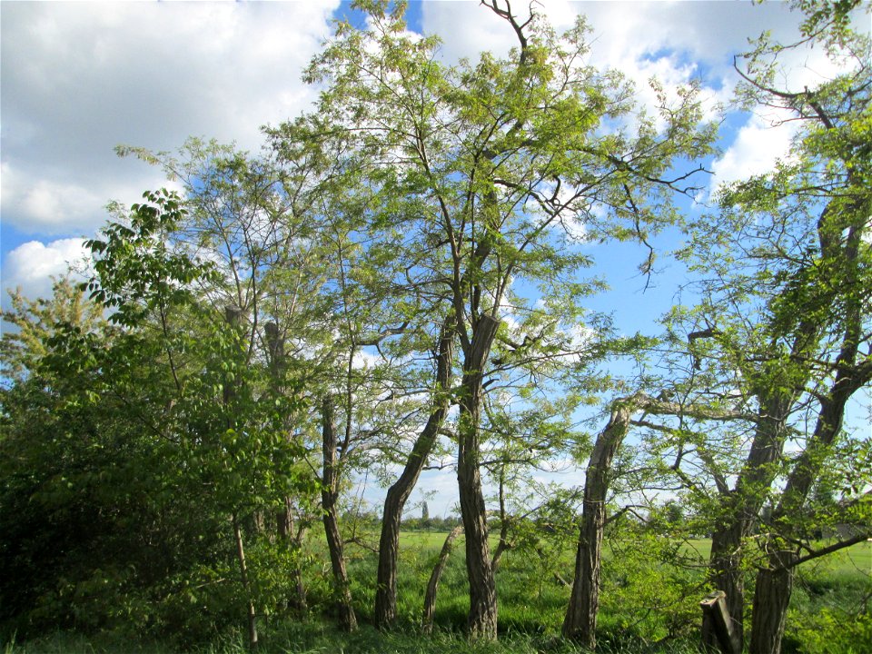 Aufblühende Robinie (Robinia pseudoacacia) im Landschaftsschutzgebiet „Hockenheimer Rheinbogen“