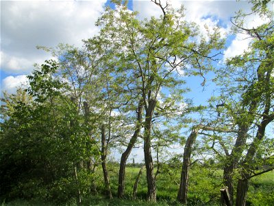 Aufblühende Robinie (Robinia pseudoacacia) im Landschaftsschutzgebiet „Hockenheimer Rheinbogen“