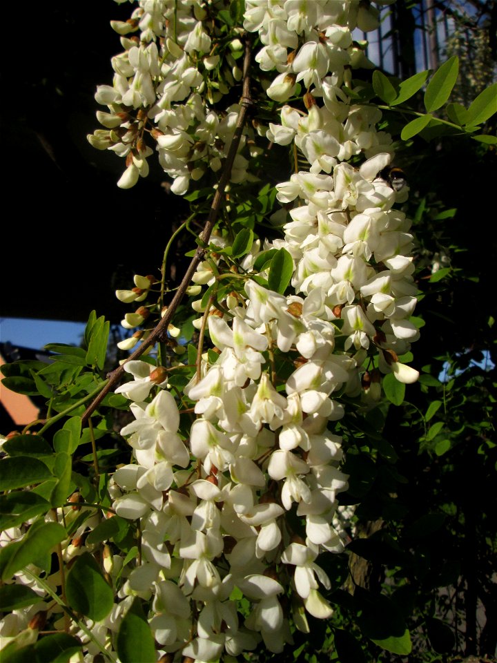 Blühende Robinie (Robinia pseudoacacia) am Rand vom Landschaftsschutzgebiet „Hockenheimer Rheinbogen“