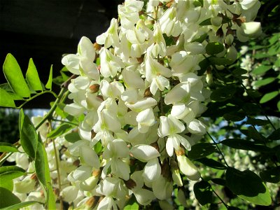 Blühende Robinie (Robinia pseudoacacia) am Rand vom Landschaftsschutzgebiet „Hockenheimer Rheinbogen“