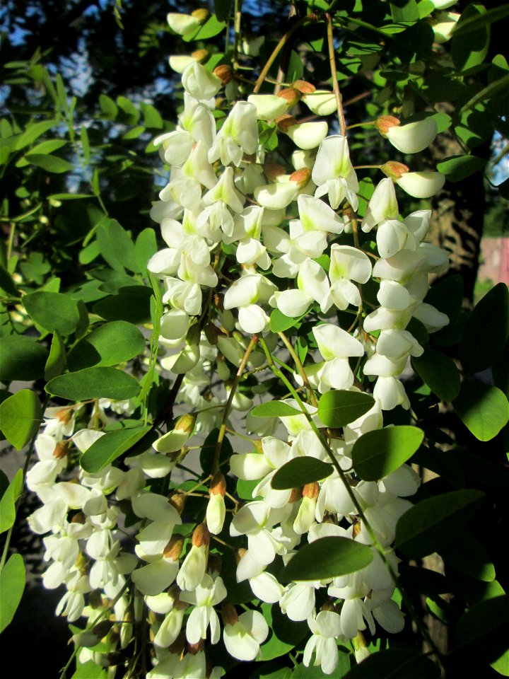 Blühende Robinie (Robinia pseudoacacia) am Rand vom Landschaftsschutzgebiet „Hockenheimer Rheinbogen“